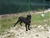 Ch. MASCALZONE LATINO - Triola Cane Corso